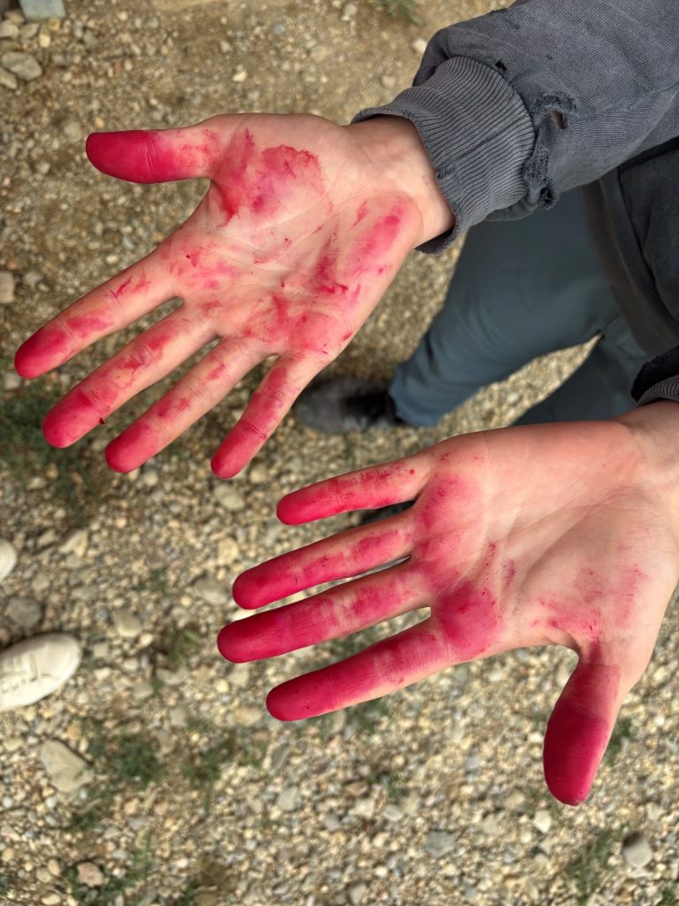 Rote Beete schneiden